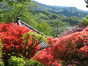 宮崎公園六角堂とつつじの古木