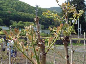 タラの芽